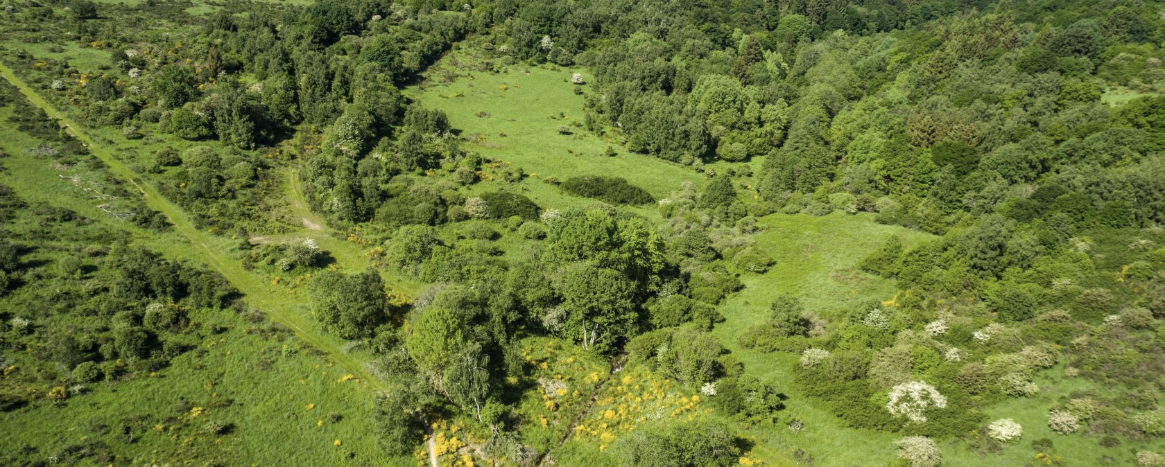 Dreiborner Hochfläche mit Ginsterblüte, © Stadt Schleiden, Dominik Ketz Dreiborner Hochfläche mit Ginsterblüte, © Stadt Schleiden, Dominik Ketz