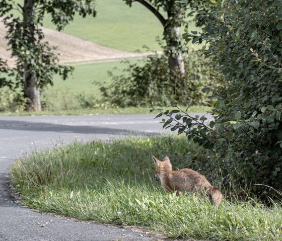 Ein Fuchs am Straßenrand in einer grünen Landschaft mit Bäumen und Wiesen., © Nordeifel Tourismus Ein Fuchs am Straßenrand in einer grünen Landschaft mit Bäumen und Wiesen., © Nordeifel Tourismus