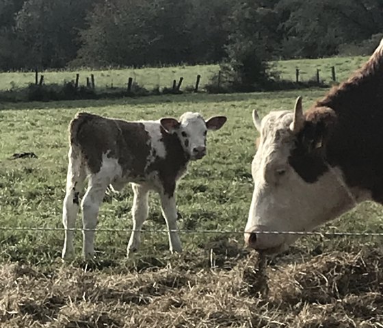 calf, © C. Wolter calf, © C. Wolter