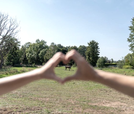 Blick zur Pferdeweide von der Terasse der FeWo For, © Nordeifel Tourismus GmbH & Landhaus Bachglück Blick zur Pferdeweide von der Terasse der FeWo For, © Nordeifel Tourismus GmbH & Landhaus Bachglück