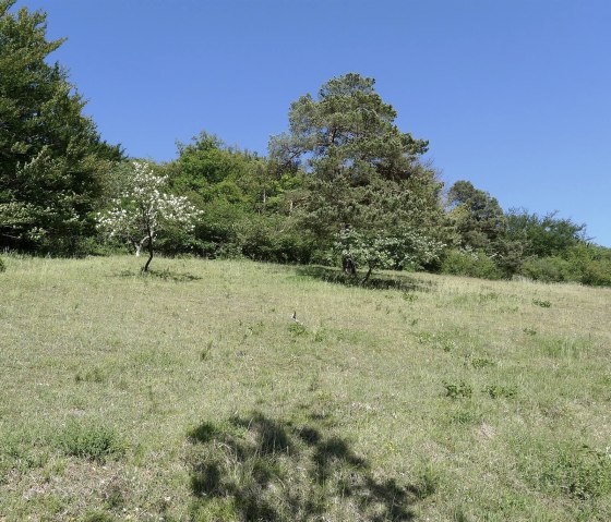 Lean limestone meadow, © Dietmar Frank & Nordeifel Tourismus GmbH Lean limestone meadow, © Dietmar Frank & Nordeifel Tourismus GmbH