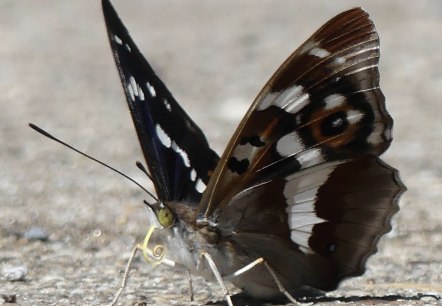 Detailaufnahme Schmetterling, © Stefan Leiding Detailaufnahme Schmetterling, © Stefan Leiding