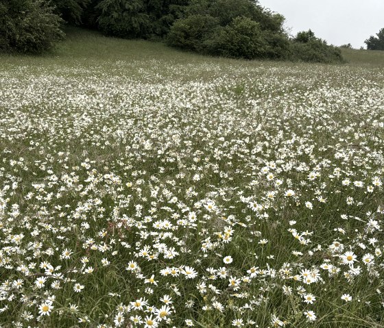 Summer Meadow, © C. Wolter Summer Meadow, © C. Wolter