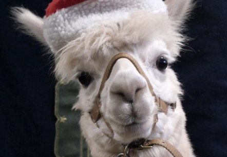 Nikolaus Bert, © Kermeter Alpakas Nikolaus Bert, © Kermeter Alpakas