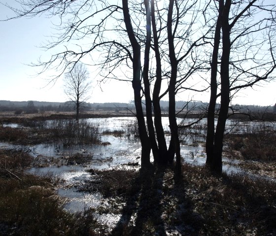 Im Venn, © seeblick-eifel.de Im Venn, © seeblick-eifel.de
