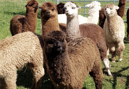 Gruppe Alpakas, © Familie Kelleners Gruppe Alpakas, © Familie Kelleners