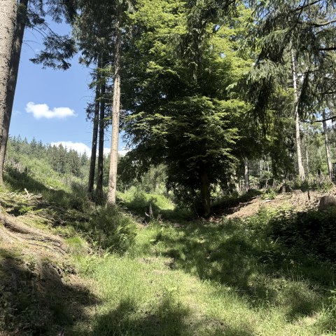 Pfad während der Tour, © Rureifel-Tourismus e.V., Dennis Winands Pfad während der Tour, © Rureifel-Tourismus e.V., Dennis Winands