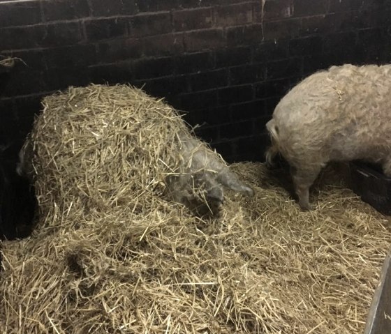 Bild Schweine (2) Bild Schweine (2)