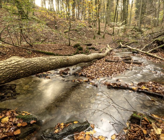 Wanderweg 75 - Püngelbach, © Eifel Tourismus GmbH, Dominik Ketz Wanderweg 75 - Püngelbach, © Eifel Tourismus GmbH, Dominik Ketz