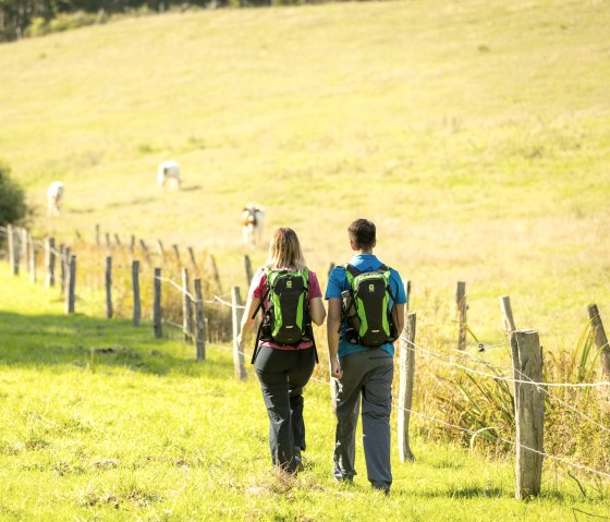 Zwei Wanderer mit grünen Rucksäcken gehen auf einem sonnigen Feldweg entlang eines Zauns. Im Hintergrund weiden Kühe auf einer grünen Wiese., © Eifel Tourismus GmbH, Dominik Ketz Zwei Wanderer mit grünen Rucksäcken gehen auf einem sonnigen Feldweg entlang eines Zauns. Im Hintergrund weiden Kühe auf einer grünen Wiese., © Eifel Tourismus GmbH, Dominik Ketz