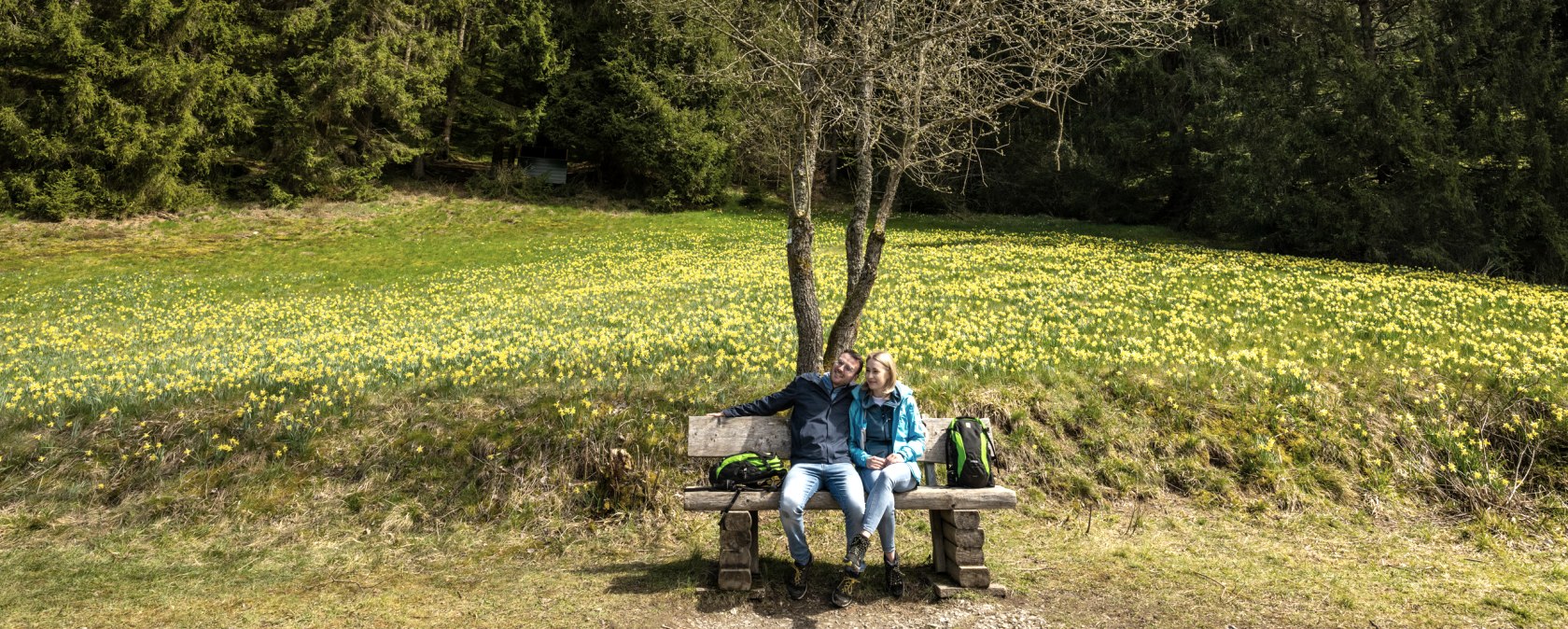 Narzissenroute mit blühenden Wiesen, © Städteregion Aachen, Dominik Ketz Narzissenroute mit blühenden Wiesen, © Städteregion Aachen, Dominik Ketz