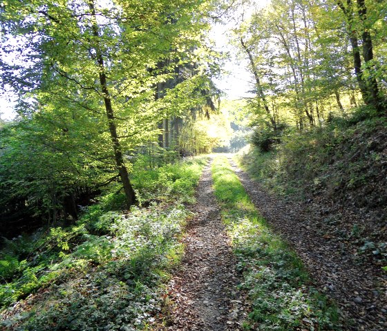 Through the forest of the Eifel, © Eifel-yeti Through the forest of the Eifel, © Eifel-yeti
