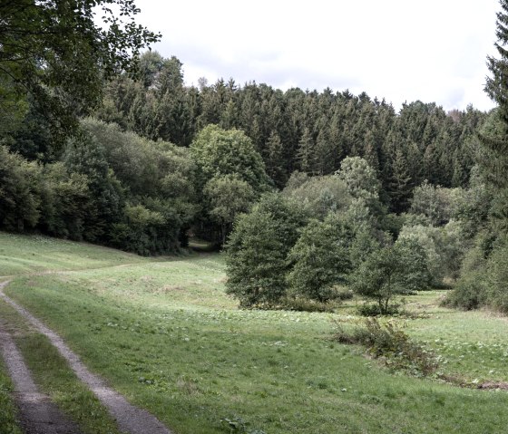 Ein schmaler Waldweg schlängelt sich durch das grüne Schafbachtal, umgeben von dichten Bäumen und Wiesen., © Nordeifel Tourismus Ein schmaler Waldweg schlängelt sich durch das grüne Schafbachtal, umgeben von dichten Bäumen und Wiesen., © Nordeifel Tourismus