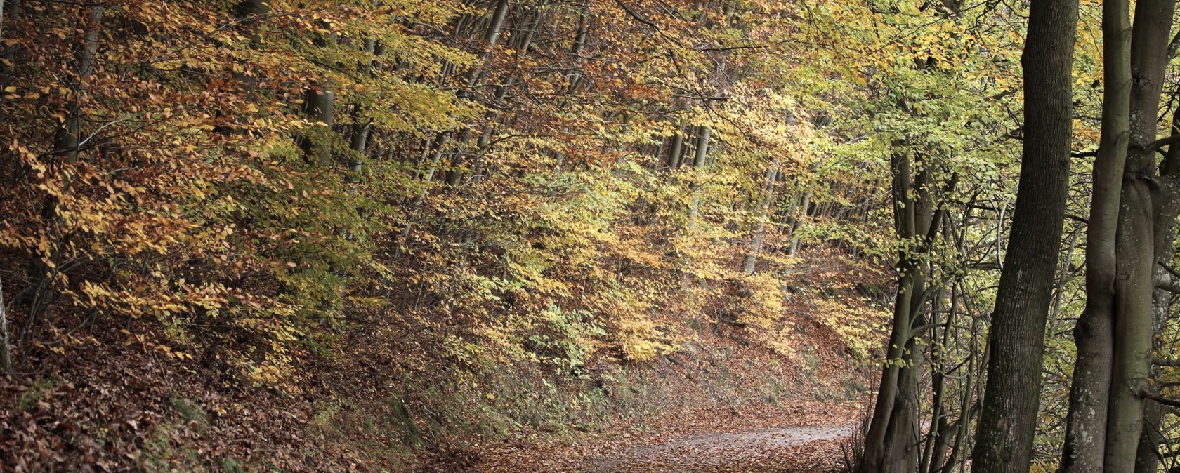 Fall in the Eifel National Park Fall in the Eifel National Park