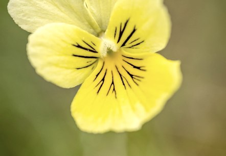 Nahaufnahme Galmeiveilchen, © Städteregion Aachen, Dominik Ketz Nahaufnahme Galmeiveilchen, © Städteregion Aachen, Dominik Ketz