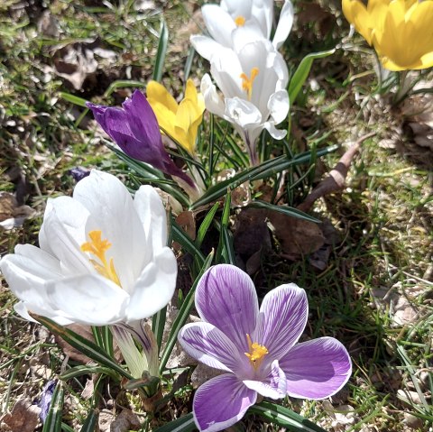 Krokusse (co) Theißen-Braun Krokusse (co) Theißen-Braun