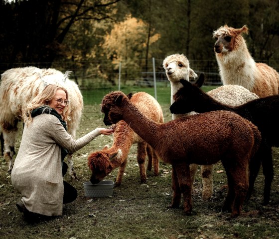Alpacas, © J. Samans Alpacas, © J. Samans