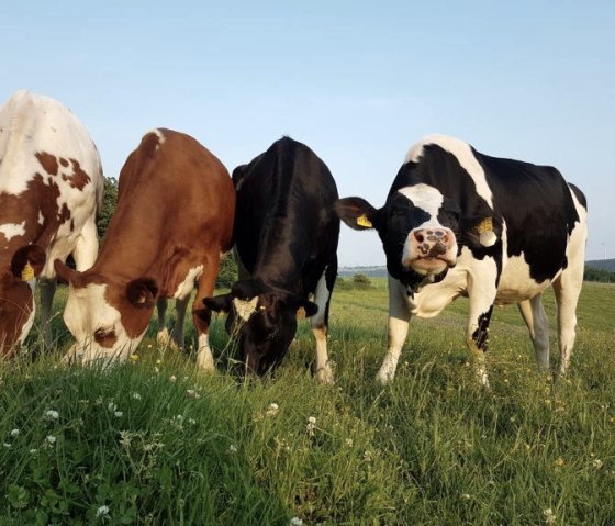 Our cows in the meadow Our cows in the meadow