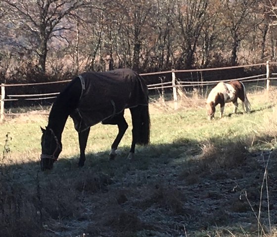 Bild Pferde (2) Bild Pferde (2)