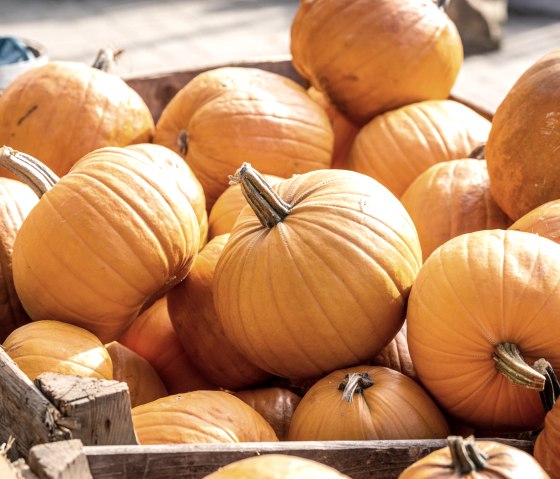 Kürbisschau auf dem Krewelshof, © Eifel Tourismus GmbH, Dominik Ketz Kürbisschau auf dem Krewelshof, © Eifel Tourismus GmbH, Dominik Ketz