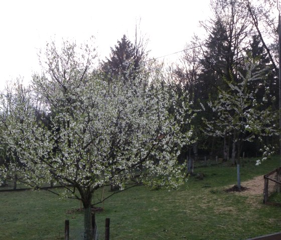 Fruit tree meadow Fruit tree meadow