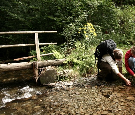 Wilderness Trail in the Eifel National Park, © Guido Priske Wilderness Trail in the Eifel National Park, © Guido Priske