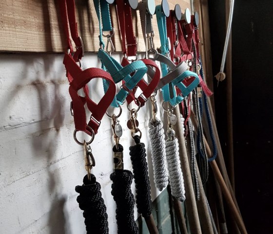 Die Halfter der Alpacas, © Familie Michaelis Die Halfter der Alpacas, © Familie Michaelis