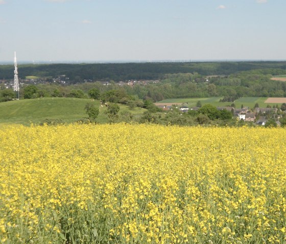 Rapeseed blossom on the Hemgenberg, © Rureifel-Tourismus e.V. Rapeseed blossom on the Hemgenberg, © Rureifel-Tourismus e.V.