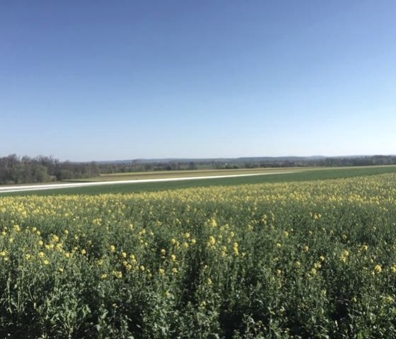 Die Felder Zülpicher Börde am Landhaus Bachglück, © Nordeifel Tourismus GmbH & Landhaus Bachglück Die Felder Zülpicher Börde am Landhaus Bachglück, © Nordeifel Tourismus GmbH & Landhaus Bachglück