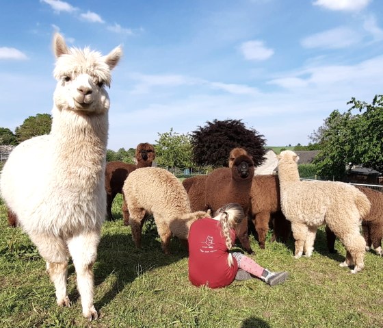 Alpaca feeding, © Familie Kelleners Alpaca feeding, © Familie Kelleners