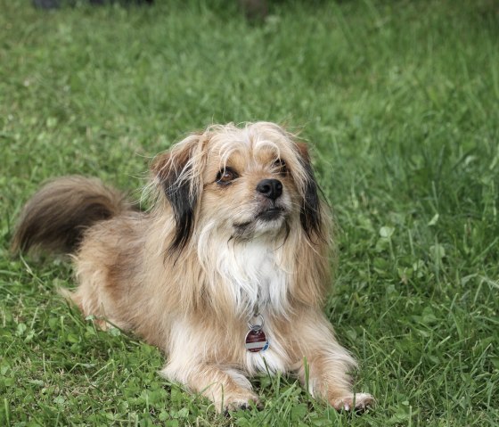 Gasthund Mo fühlt sich wohl, © Elke Greven & Nordeifel Tourismus GmbH Gasthund Mo fühlt sich wohl, © Elke Greven & Nordeifel Tourismus GmbH