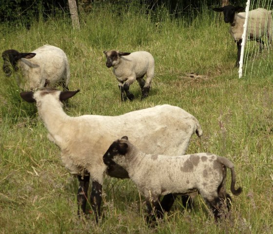 Sheep Sheep