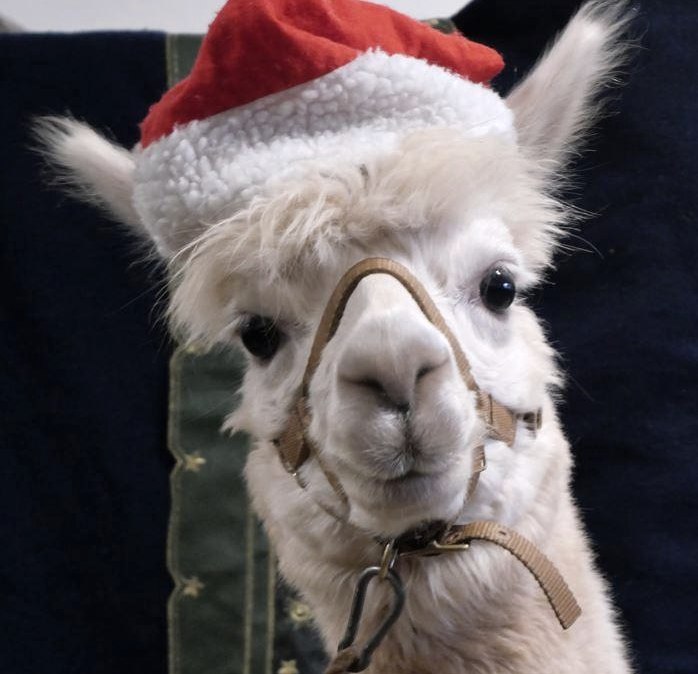 Nikolaus Bert, © Kermeter Alpakas Nikolaus Bert, © Kermeter Alpakas