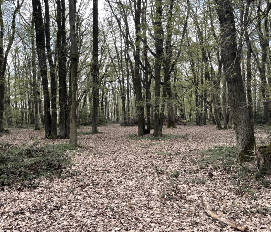 Waldstimmung, © Sissi Schneider-Feuser Waldstimmung, © Sissi Schneider-Feuser