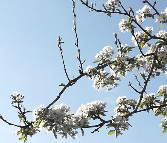 IMG_20200411_175344, © Nordeifel Tourismus GmbH & Grunwald Hotel IMG_20200411_175344, © Nordeifel Tourismus GmbH & Grunwald Hotel