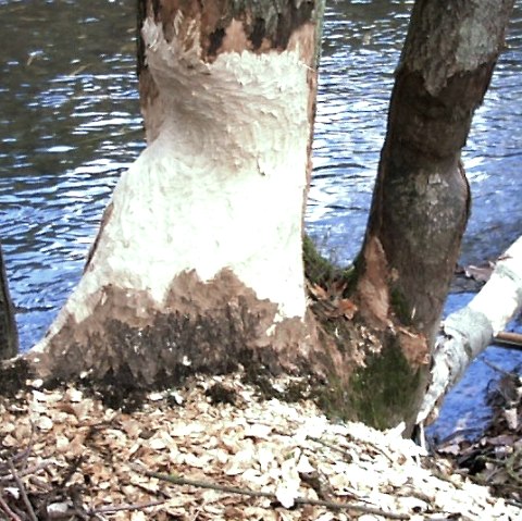Beaver tracks Beaver tracks