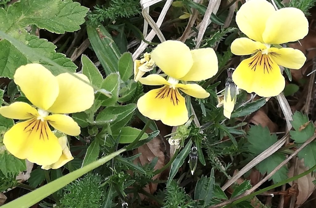 Galmeiveilchen, © Stolberg-Touristik Galmeiveilchen, © Stolberg-Touristik