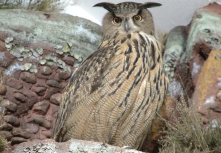 Uhu im Fels, © Biostation Düren Uhu im Fels, © Biostation Düren