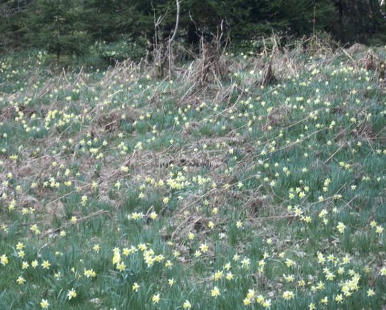 Daffodil blossom Daffodil blossom