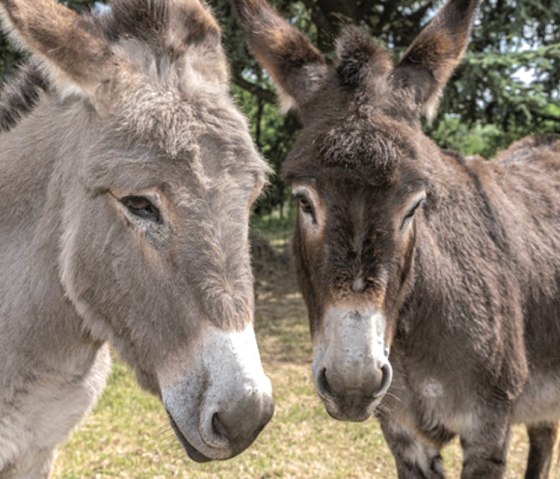 Donkey experiences, © Kermeter Alpakas Donkey experiences, © Kermeter Alpakas