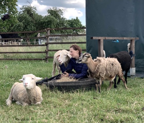 Schafari, © Die Rote 16 Schafari, © Die Rote 16