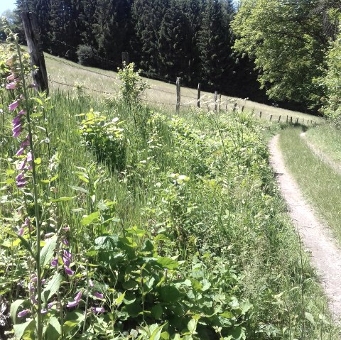 Sommerweg mit Fingerhut (co) Theißen-Braun Sommerweg mit Fingerhut (co) Theißen-Braun