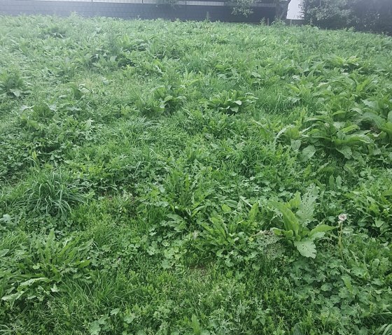Garden Garden