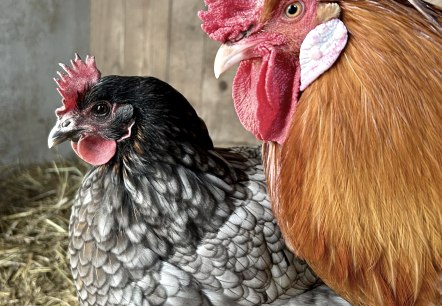 Hühnerdiplom, © Dr.Axe-Stiftung Hühnerdiplom, © Dr.Axe-Stiftung