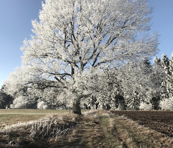 Winter Landscape, © C. Wolter Winter Landscape, © C. Wolter