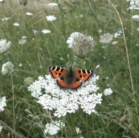 Wild meadow, © Gemeinde Simmerath J. Jehnen Wild meadow, © Gemeinde Simmerath J. Jehnen