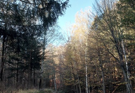 Novemberstimmung (co) Theißen-Braun Novemberstimmung (co) Theißen-Braun