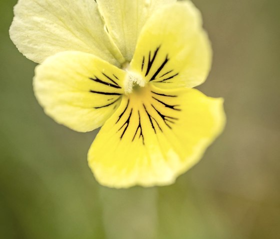 Galmeiflora, © StädteRegion Aachen, Dominik Ketz Galmeiflora, © StädteRegion Aachen, Dominik Ketz