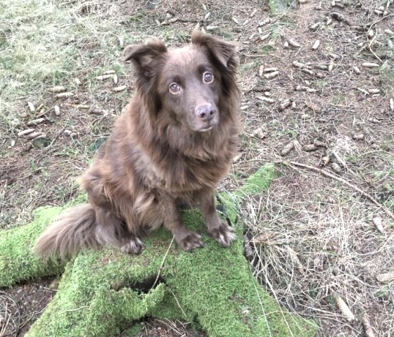 Bild Hund Bild Hund