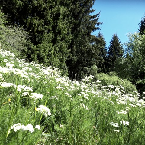 Bärwurz, © Monschau-Touristik GmbH, Barbara Frohnhoff Bärwurz, © Monschau-Touristik GmbH, Barbara Frohnhoff